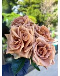 Hybrid tea rose Toffee